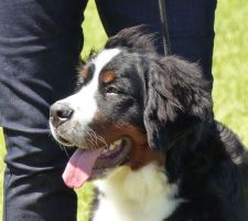 Alarme : Bouvier Bernois baby