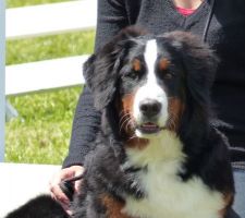 Alarme : Bouvier Bernois puppy