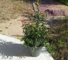 "Rince bouteille"
Callistemon hop pink