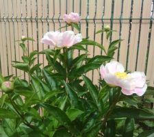 Ma pivoine en fleur -pour la premiÃ¨re fois- pour vous.