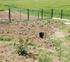 Le potager ce 9 mai.
Les pommes de terre poussent bien.