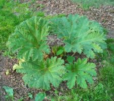 Gunnera