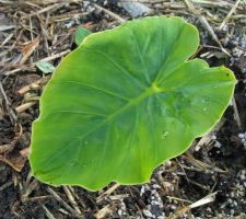 Colocasia