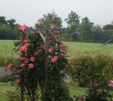 Vue d'ensemble de mes rosiers