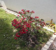 Le rhododendron en fleurs
