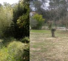 Même point de vue à 2 mois d'intervalle: pousse de printemps!