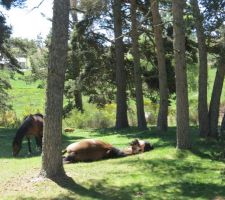 Sieste équine