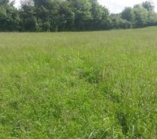Piquets d'implantation de la maison sur le terrain.