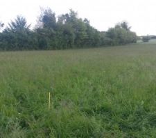 Piquets d'implantation de la maison