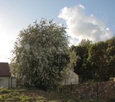 L'arbre tout en fleurs !