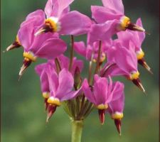 Gyroselle, vivace rustique, floraison de mars a juin