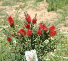 Photos végétations jardin avant
arbre décoratif