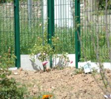 Photos végétations jardin avant
rosier pierre de ronsard