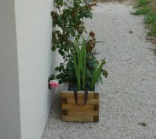 Photos végétations jardin avant
rosier pierre de ronsard