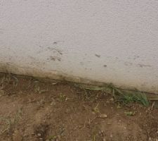 Mur d&eacute;t&eacute;riorer par les terres du voisin. Trace de godet