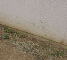 Mur d&eacute;t&eacute;riorer par les terres du voisin. Trace de godet