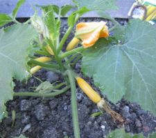 Des courgettes jaunes longues.