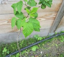 Un framboisier donnée par une amie. Il s'adapte bien !