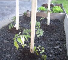 Diverses variétés de tomates offertes par belle-maman, merci !