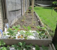 Perspective du potager. Géotextile pour protéger les fraisiers.