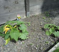 Les courgettes jaunes, en version longue et ronde.