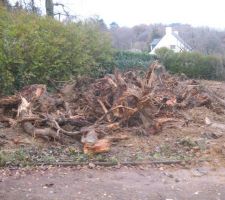 Première surprise du terrain des souches arbres couper a ras du terrain  qu'il a fallu déterrer avant de commencer la construction