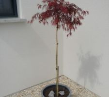 Erable du Japon .