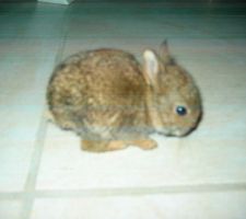 Et pour gambader autour de ces roches.... un bébé lapin de garenne trouvé ce jour.
Les autres petits ayant apparemment été écrasés par une palette.