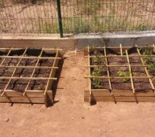 Carrés potagers. Tomate,blette et melon :)