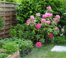 Le rhodo à l'ombre