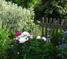 Mixed border -Les pivoines