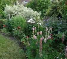 Mixed border -Les lupins