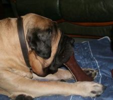Mastiff Uhlan