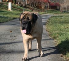 Mon Mastiff Uhlan