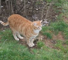 Chat César