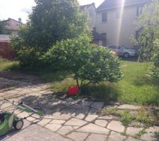 Terrain avant nettoyage