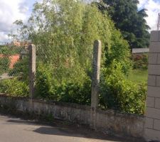 Terrain avant nettoyage