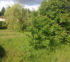 Terrain avant nettoyage