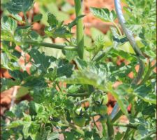 Tomates cerise