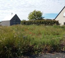 Petite coupe printani&egrave;re ( AVANT )