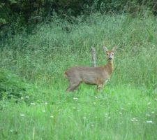 Les chevreuils viennent régulièrement dans le jardin