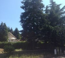Elagage Sapin