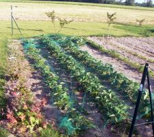 Les fraisiers et leur filet pour les protéger