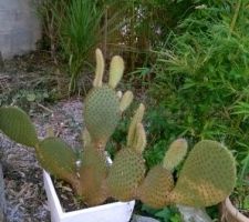 Le cactus pour le jardin "zen"