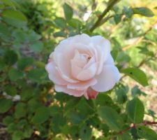 Rosier crocus rose