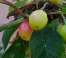 Les fruits du jardin