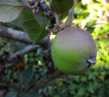 Les fruits du jardin