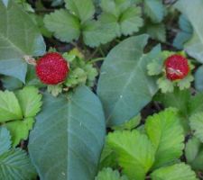Les fruits du jardin