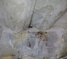 Fourmis