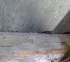 Fourmis